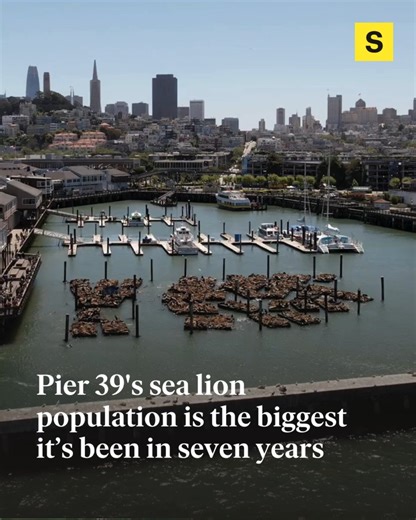 174K views · 2.7K reactions | A big school of anchovies is likely drawing the larger-than-usual colony of the gregarious pinnipeds to Pier 39, where tourists enjoy watching them nap and fatten up for mating season. sf.news/3JJok5o | The San Francisco Standard | Facebook