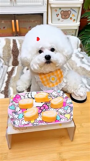 Doggy ko mila VIP nasta 😋 #shorts #cute #viral #dogs