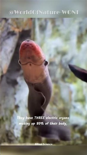 Why Eels ZAP 600x/Day & Ignore Their Own Voltage? 🤯