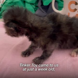 Tinker Toy had a rough start in life, but thanks to our medical team in Salt Lake City and a loving foster home, Tinker Toy improved a little more each day. 🤗 -amy | Best Friends Animal Society