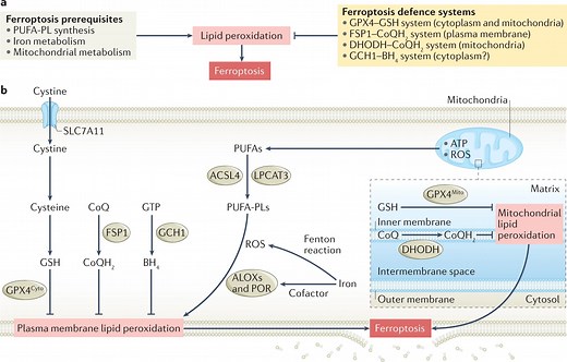 Tess Lawrie: Ivermectin isn’t just for COVID-19 but cures cancer too!