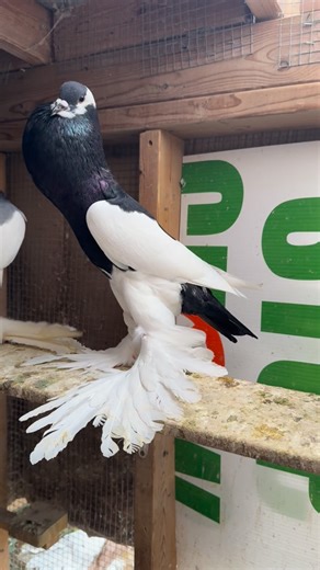 Reversewing Pouter Pigeon 🕊️🕊️🕊️❤️❤️❤️🪶🪶🪶 . . . . . . . . Which One is Good Black Or Red #pigeonbreeds #pigeon #pigeons #birds #fantails #fancypigeon #bird #pigeonloft #tumblerpigeons #pigeonphotography #fancypigeons #birdsofinstagram #merpati #pigeonsofinstagram #due #birdslovers #pigeonlovers #pigeonlove #birdwatching #paloma #guvercin #kabotar #kabootar #naeemroyalpigeon #king #norwich #pouterpigeon #gujarat #india #canada @naeem_royal_pigeon @afzalkasuji | Naeem Royall Pigeons