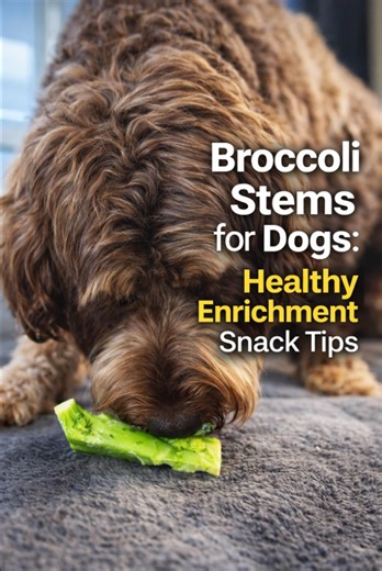 Broccoli stems for dogs: Healthy enrichment snack tips
