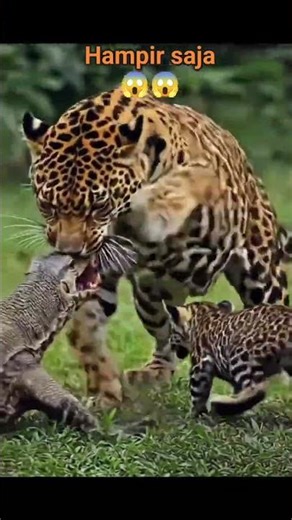 Savana Afrika #aiart #leopard #animals #wildlife #animalworld