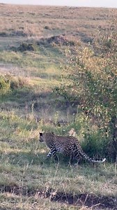Hunter Mode Activated 💀🔥 | Leopard Enters the Jungle 😱🐆 When the jungle’s silent killer makes an entry 😳🔥 That’s when the hunt begins 🐆⚡ Real wildlife action 💯 #Leopard #HunterMode #WildlifeReels #JungleLife #WildlifeReels #ViralReels #wildlife #nature | Fyado fun