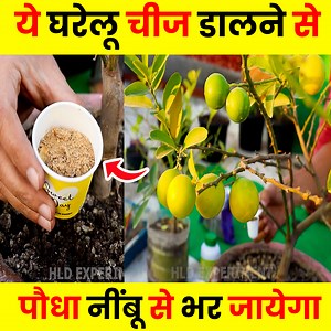 102K views · 1K reactions | ये चीज पौधे को चीज नींबू से भर देगी | Fertilizers for Lemon Plant |Organic fertilizer for lemon tree | HLD Experiment | Facebook