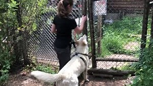 58K views · 334 reactions | Pax is adamant this morning that we allow...