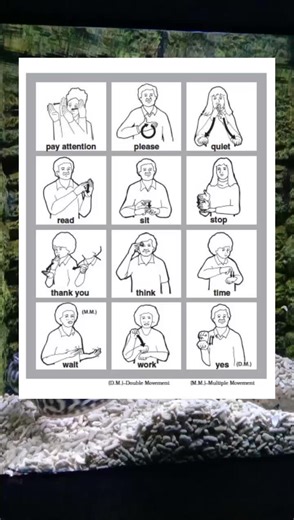 basic sign language ✨#filipinosignlanguage #americansignlanguage #followerstiktok