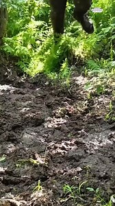 611K views · 3.1K reactions | How to Survive in a Swamp #worldcountrysidelifevlog #survive #tips #swamp DISCLAIMER NO COPYRIGHT INFRINGEMENT INTENDED. | World Countryside Life Vlog | Facebook