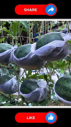 27K views · 112 reactions | Easy to Grow Watermelons  | Small Vegetable Garden | Facebook