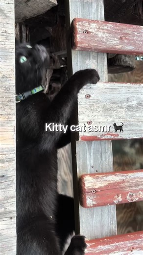 Relaxing ASMR with a Playful Kitty Cat