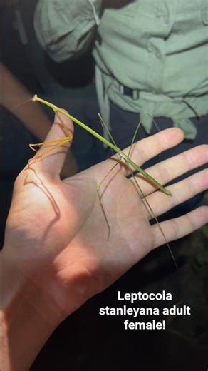Leptocola stanleyana, Meravigliosa Mantide Stecco!
