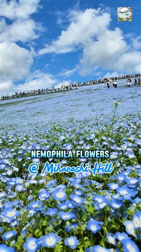 9.3K views · 135 reactions | 冀 5.3 million Nemophila Flowers 冀 @ Miharashi Hill, Hitachinaka Seaside Park Ibaraki Ken, Japan  2025 Flowering Status Information at their website 殺 Now in Full Bloom   April 2023 | Japan Explore | Facebook