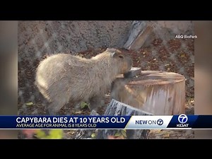 Capybara dies at the ABQ BioPark