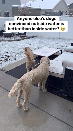 Big fans of outside water 😂 #doodles #funnyvideos #DogLoversUnite #cutedogs #DogFriendly #goldendoodle #funnydogs #doglover | the_doodwinston