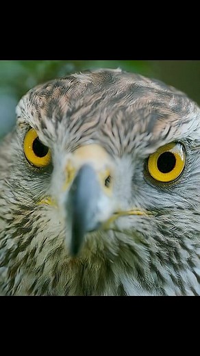 297K views · 8.1K reactions | Goshawk-The phantom of the Forest #naturelovers #hunting #reels #jungle #animals #wildlife #interestingfacts #nature #birds | Wondersofjungle | Facebook