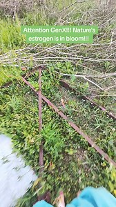 332K views · 8.1K reactions | Red clover is a middle aged woman's best friend! It's also been used as a lung tonic for phlegm, congestion, difficulty breathing, allergies and bronchitis. It also has a long history of use in cancer and fibrous growths. #redclover #herbalmedicine #herbgarden #wildmedicinals #perimenopausehealth #womenshealth #plantestrogen #Phytoestrogen #perimenopause #naturalremedies | The gardening nurse | Facebook