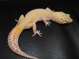 Shedding and Tail Loss in Leopard Geckos: What to Know