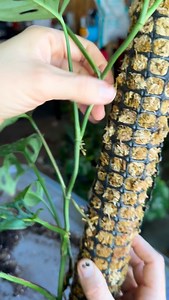 How aerial roots attach (the basics) Climbing plants like Monstera, Philodendron, Epipremnum, etc. grow aerial roots that: • Sense humidity, texture, and gravity • Produce adhesive root hairs and a sticky polysaccharide-like substance • Actively grow toward something they can grip (thigmotropism) | Foraging Fosters