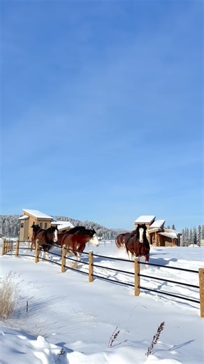 Clydesdales and snow = perfection. | Clydesdale Outpost