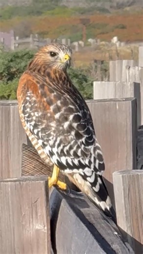 Red Shouldered Hawk | David S. Mullally