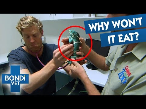 Endangered Iguana Starves Itself: The Heartbreaking Reason Why