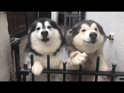 BEWARE OF THE DOG!!! | Alaskan Malamute