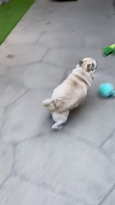 2.8K views · 365 reactions | Grumpy Pug on Reels | Facebook