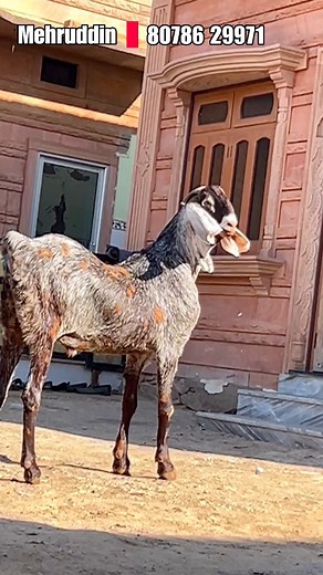 38K views · 1.4K reactions | India’s Best Makhi Cheena Collection at Mehruddin Goat Farm Pipar Rajasthan | FSA Entertainment | Facebook