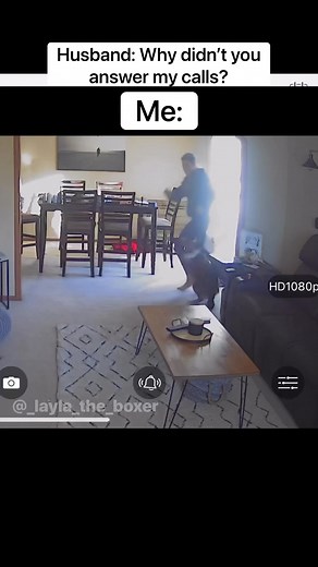 592K views · 51K reactions | This happens atleast 2-7 times a week 藍 #funnydogs #dogskit #skit #dogactor #australianshepherd #heeler #whiteboxer #boxer #boxerdog #dogvideos #cutedogs #comedy #comedyskit #funnydogvideos #homecam #funnydogmemes | Layla the Boxer | Facebook