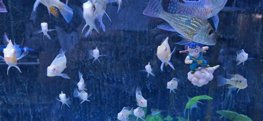 รวมอเมริกาใต้อีกตู้นึง Acarichthys heckelii 'Albino' (เฮคเคลลี่เผือก) Satanoperca leucosticta (ลูคอสติคต้า) Geophagus sveni 'Rio Parana' (สวีนี่ 'แม่น้ำปารานา') Geophagus proximus 'WC' (พร็อกซิมัส ป่า) Manacapuru red back angelfish (เทวดาหลังแดง 'แม่น้ำมานาคาปูรู') ส่งทั่วประเทศ Grab🛵 รถตู้🚐 รถทัวร์🚌 ได้ อาหาร ยา ก็ส่งไปรษณีย์📬 ได้ หากต้องการอุปกรณ์เพิ่มเติม ส่งรายละเอียดมาได้เช่นกันครับ ปิดทุกวันจันทร์ (หากจำเป็น ให้แจ้งช่วงเวลาล่วงหน้า) วันอังคาร ถึง วันอาทิตย์ : 11:00น.-18:00น. ______ IG 