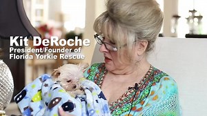 11K views · 755 reactions | Here it is, folks! The full video & interview with Florida Yorkie Rescue about Toby, the tiny pup with hydrocephalus we visited!  | Walkin' Pets | Facebook