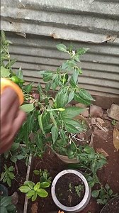 💚 பச்சைமிளகாய் அறுவடை 🥳🥳💚#shorts #youtube #shorts #youtubevideos