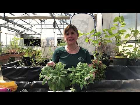 Meadow hawkweed and orange hawkweed