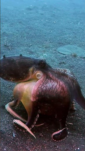 Octopus Runs Off With Coconut Shell || ViralHog