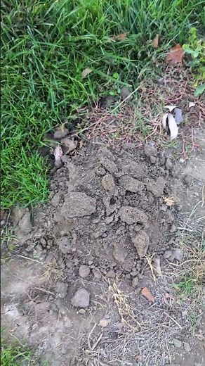 Gophers or Moles? Lets identify the damage! #garden #gophers #moles