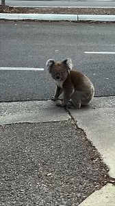 25K views · 218 reactions | ONLY IN AUSTRALIA!!  | The Royal Stampede | Facebook