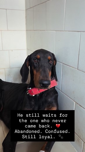 DoubleScrubbed on Instagram: "This Doberman was left behind — crying silently in confusion and heartbreak. Dogs don’t understand abandonment… they only know love. He keeps looking at the gate, hoping he will be taken back. He doesn’t understand that he has been left behind. . Please don’t abandon — adopt responsibly. Every pet deserves a forever home. 💔🐶 Let’s make sure no loyal soul ever feels this kind of pain again. 🙏 . . . . . . [Abandoned Doberman, Dog rescue emotional , Adopt don’t shop