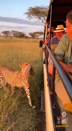 popping_cat on Instagram: "You won't believe what happened on this safari! A daddy cheetah just casually walked up and dropped his adorable cub right into a tourist's lap. The reactions are priceless! #CheetahCub #SafariSurprise #WildlifeGoals #CuteAnimals #AIGC"
