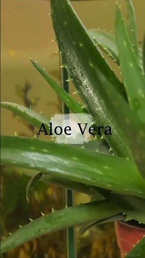 5 Must Have Plants for Your Balcony Garden