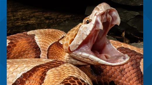 Copperhead snake bites guest at North Carolina Zoo