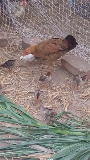 Desi murgi #birds #pigeon #birdspecies #irringtone #kabootar #funnybird #kabutar #funnyanimal #🐓🐤