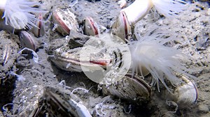 Earth’s deepest ecosystem discovered six miles below the sea