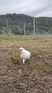 51K views · 2.4K reactions | The day I collected Percy he was so weak...