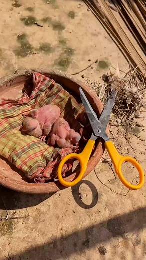 Keep the pigeon pot clean pigeon baby and pigeon treatment | Pigeons Treatment