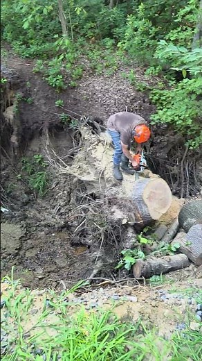 “Tree Collapse Risk – Emergency Removal”