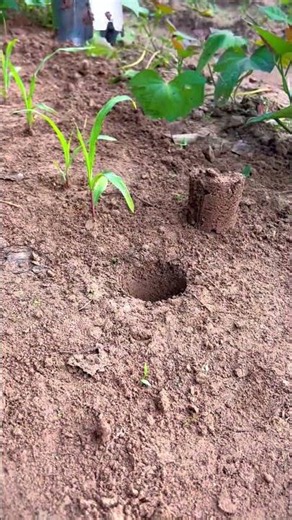 The Easiest Way to Transplant Seedlings! 🌱✨