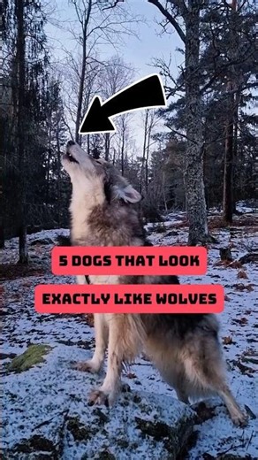 5 Dogs That Look Exactly Like Wolves 🐺🐕