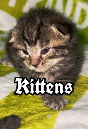 Meet the Adorable Tabby Cats: Which One Steals Your Heart?