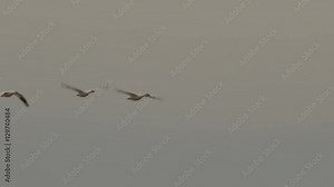 Close on snow geese landing in farm field